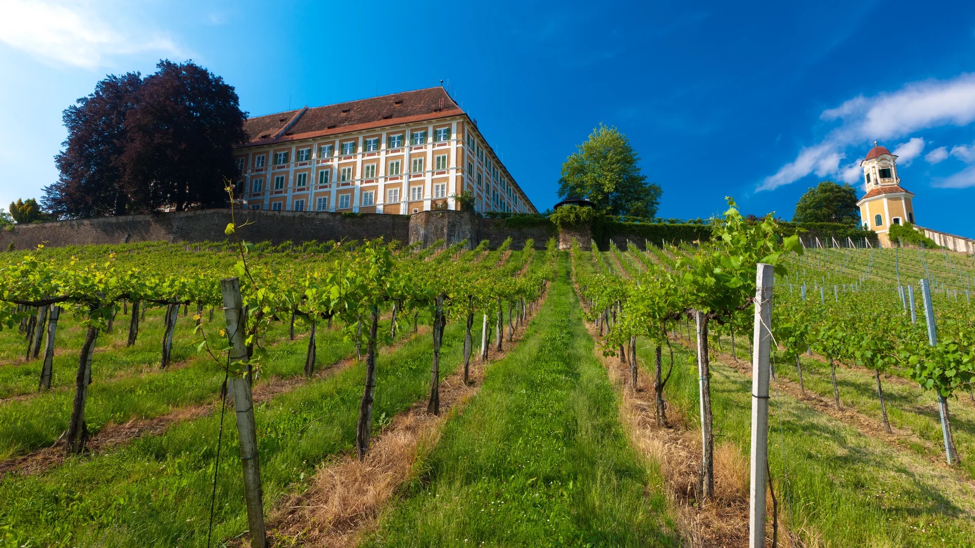 Schloss Stainz mit Weingarten